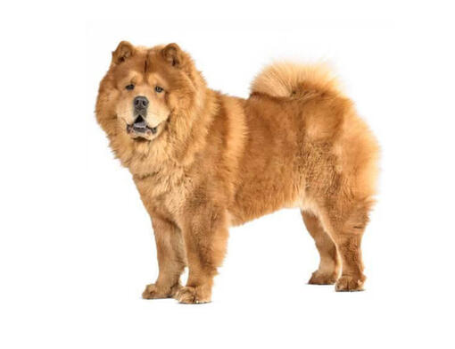 Chow chow hot sale temperament quiet